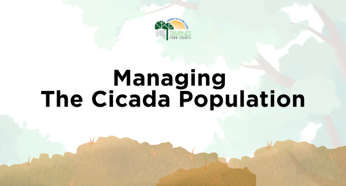 Managing The Cicada Population
